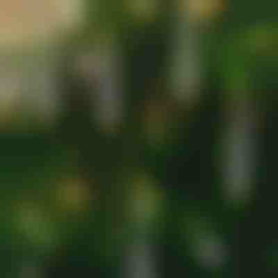 Brezplamenske utripajoče sveče (6 kosov) | CANDLEA